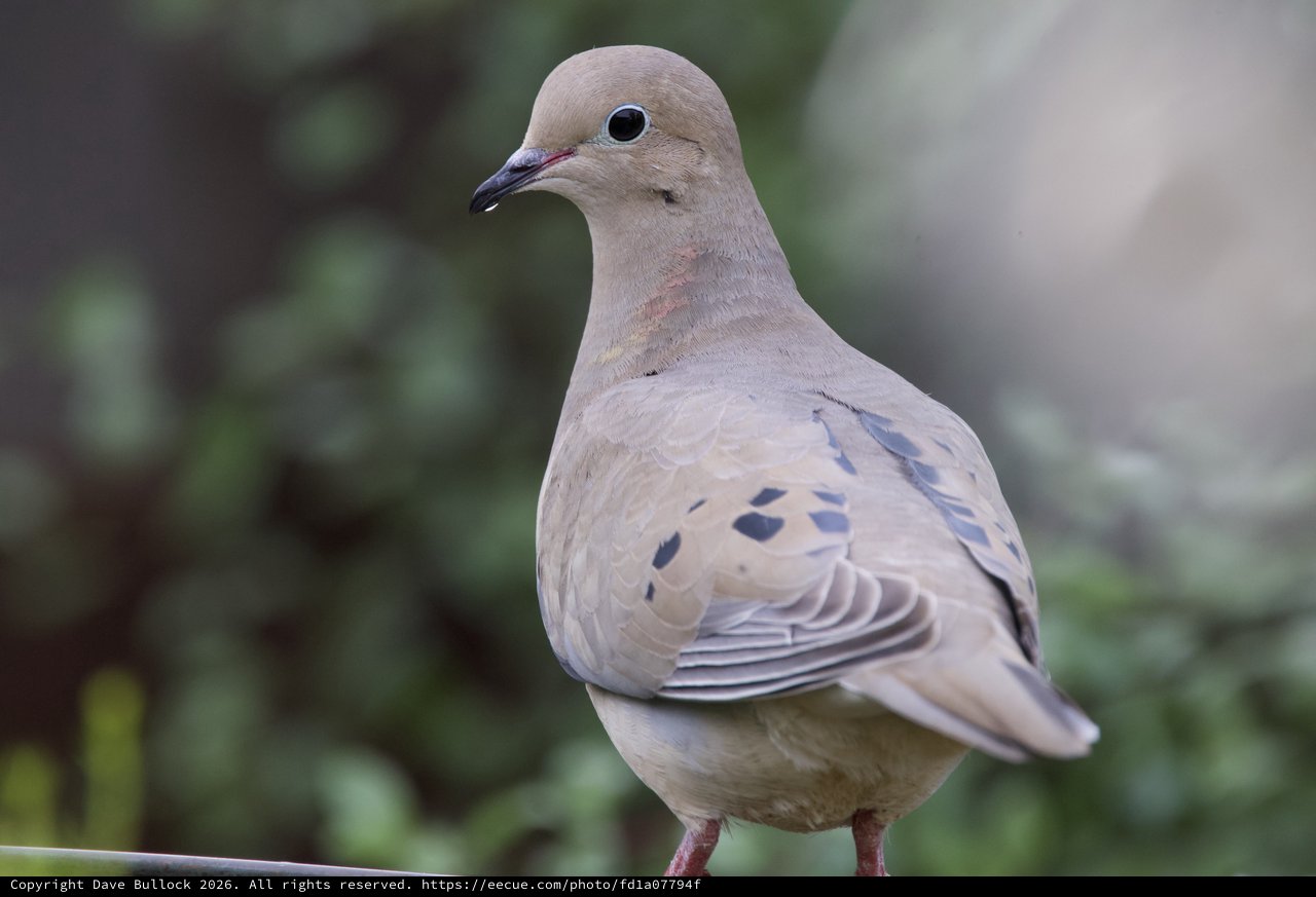 Mourning Dove Portrait in Soft Natural Light