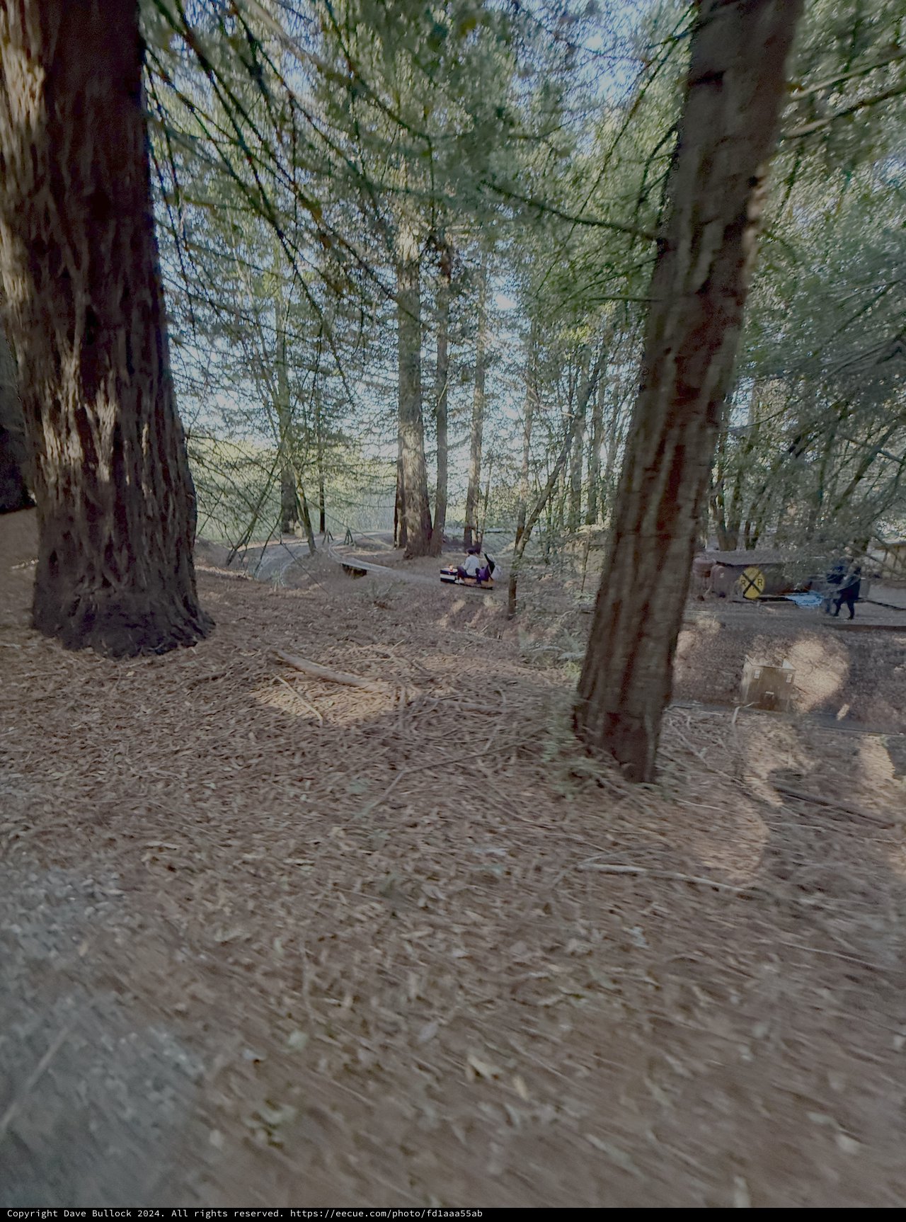 Archaeological Excavation Site in Wooded Area