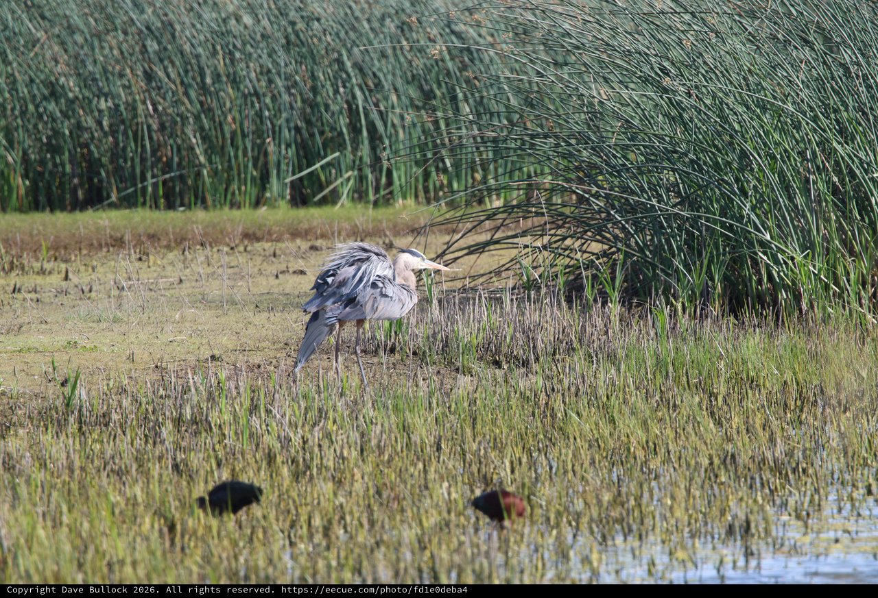 Great Blue Heron Foraging in Wetland Marsh