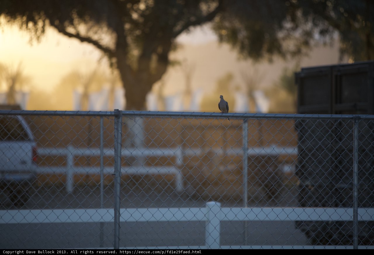 Fence Perch at Sunset