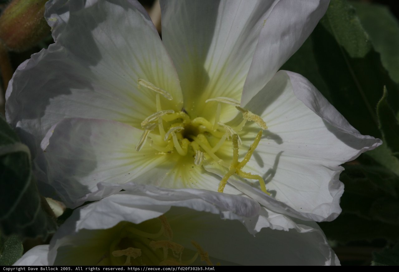 White Lily in Bloom