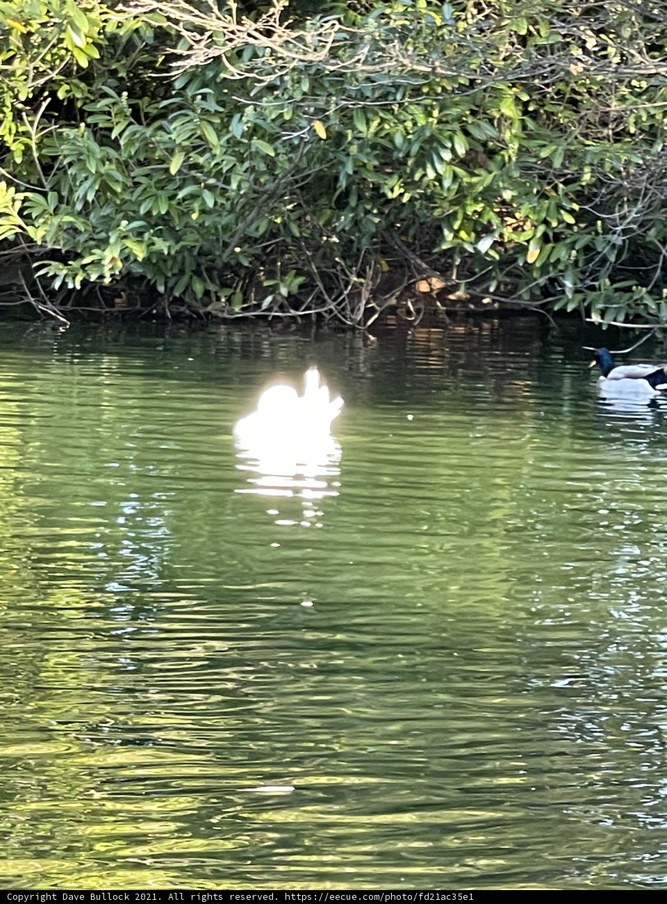 Duckling Dips in Stow Lake