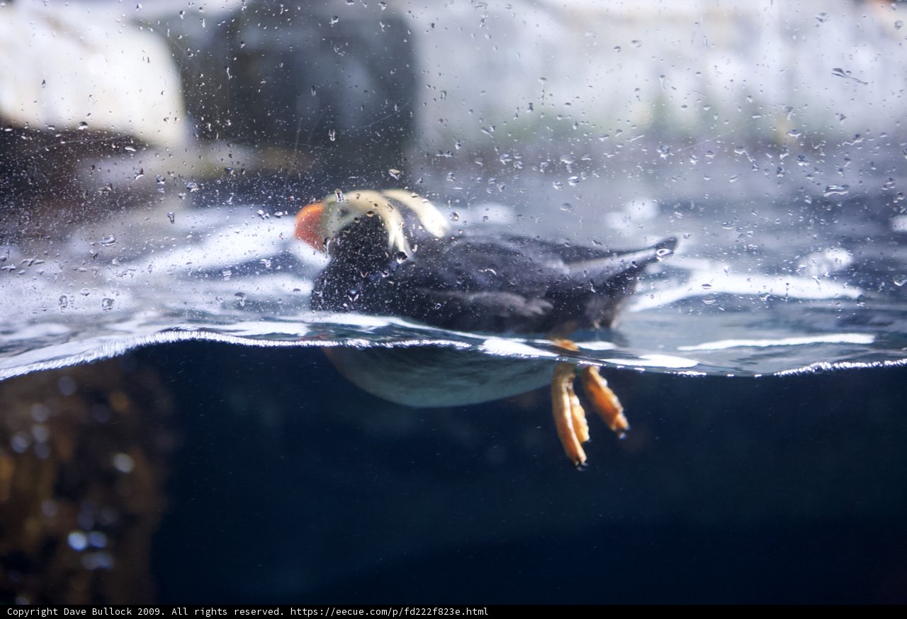 Puffin's Aquatic Adventure