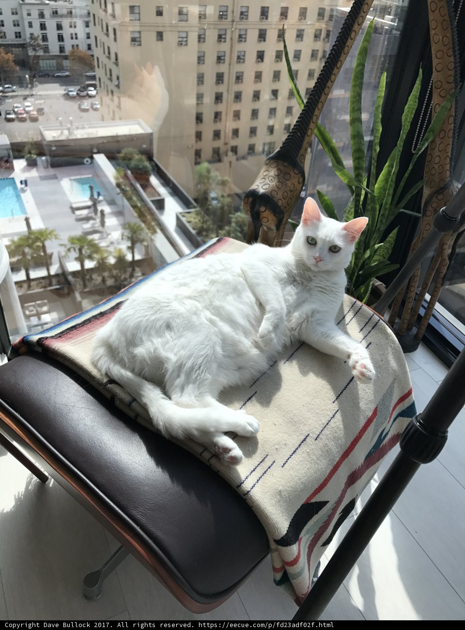 White Cat Basking in the Sun