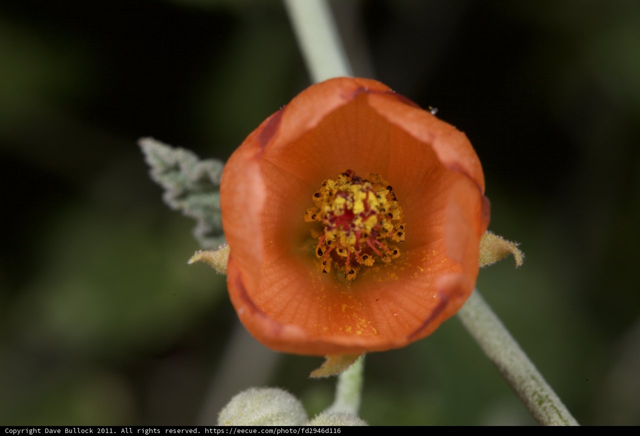 Sunny Bloom