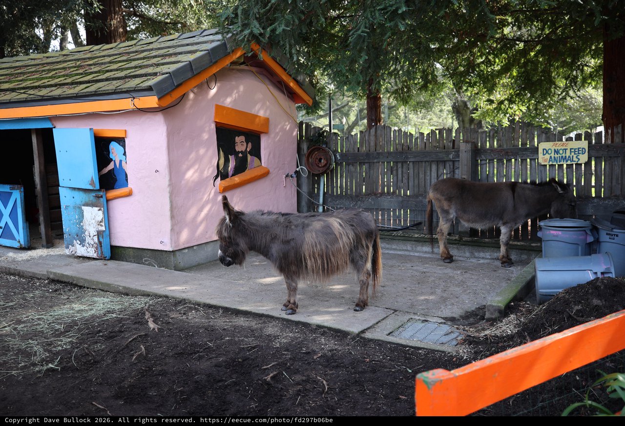 Donkeys at a Colorful Pink Cottage Enclosure