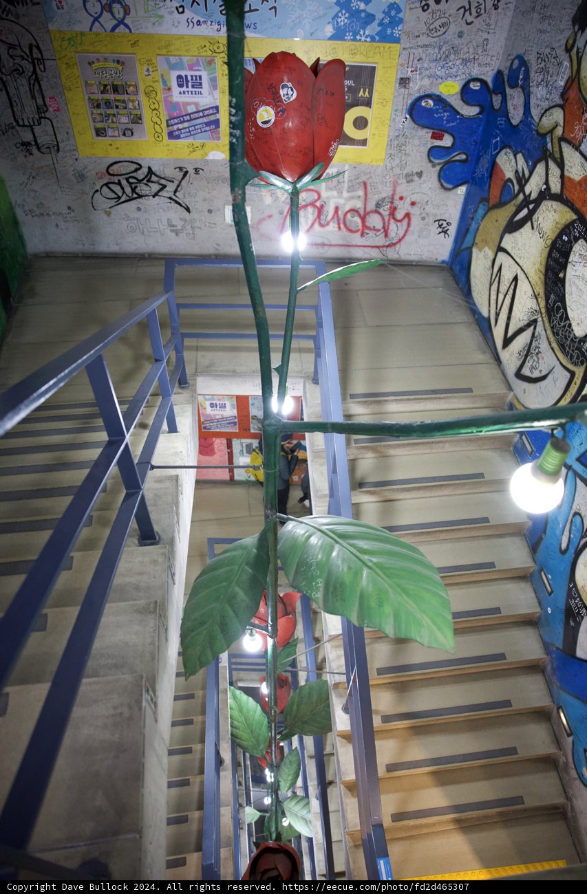 Blooming Aesthetics in Urban Korea