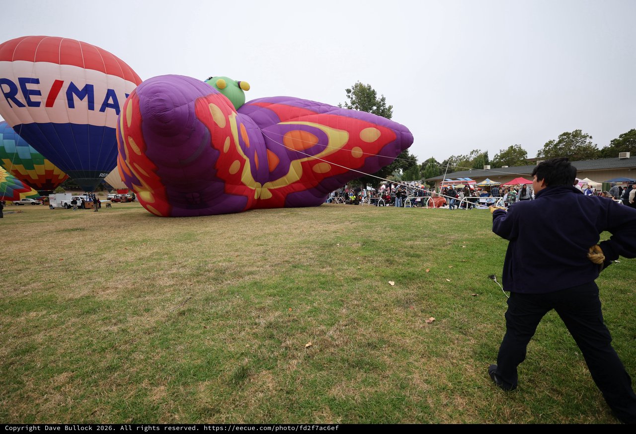 Giant Butterfly Balloon Inflating at Hot Air Festival