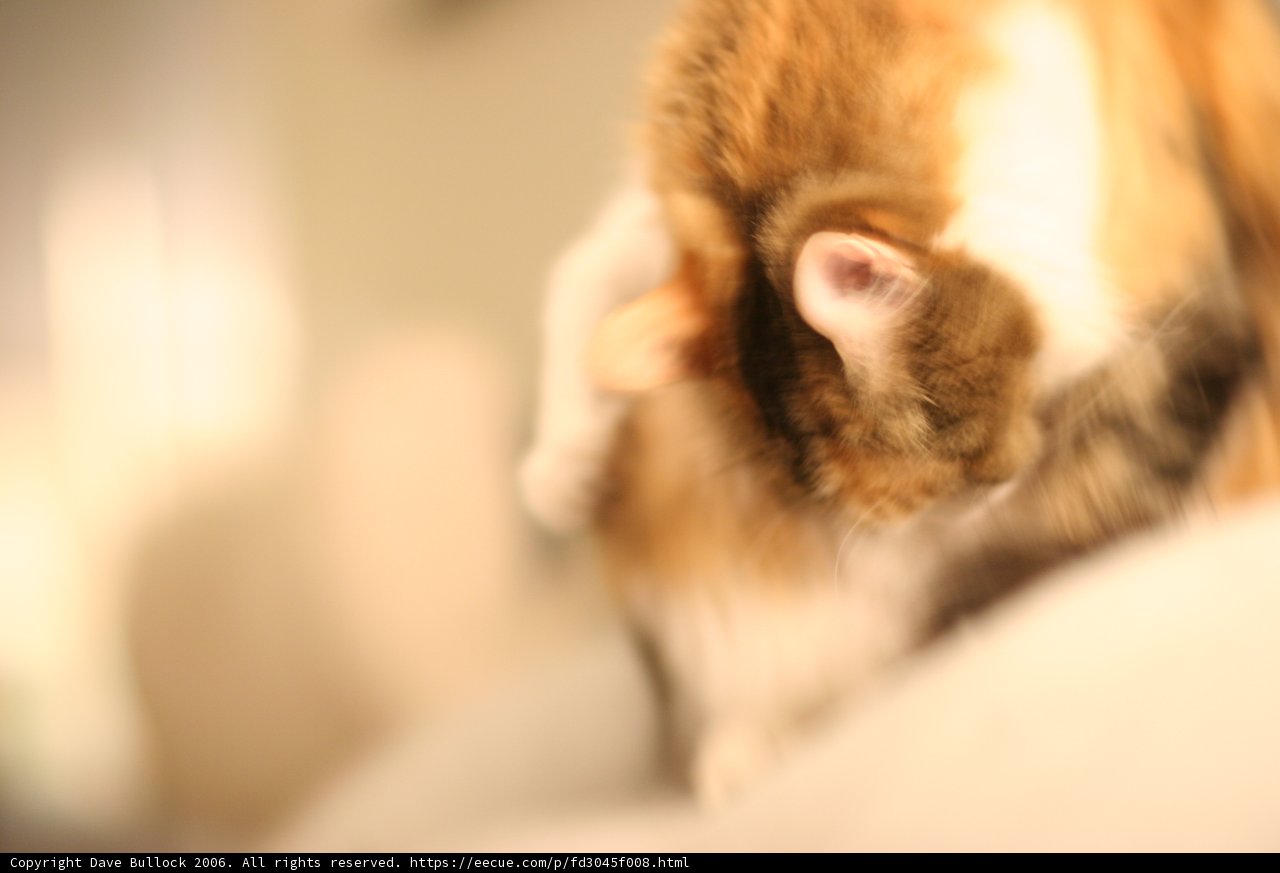Purrfect Afternoon
