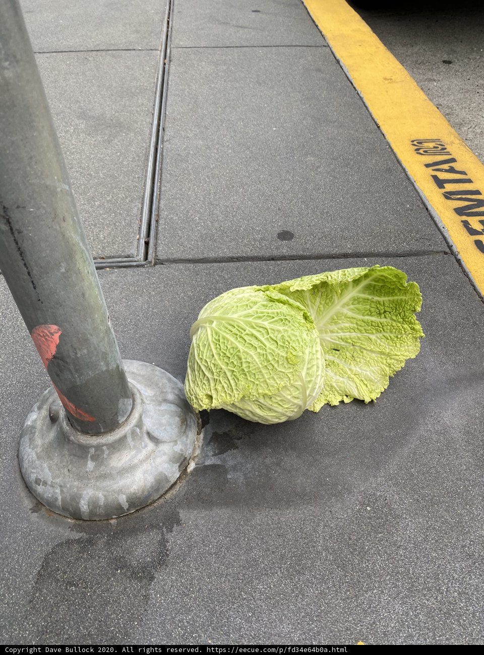 Abandoned Cabbage