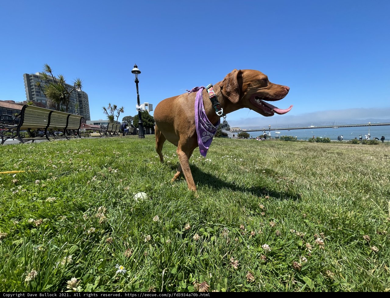 Puppy Playtime on the Park Lawn