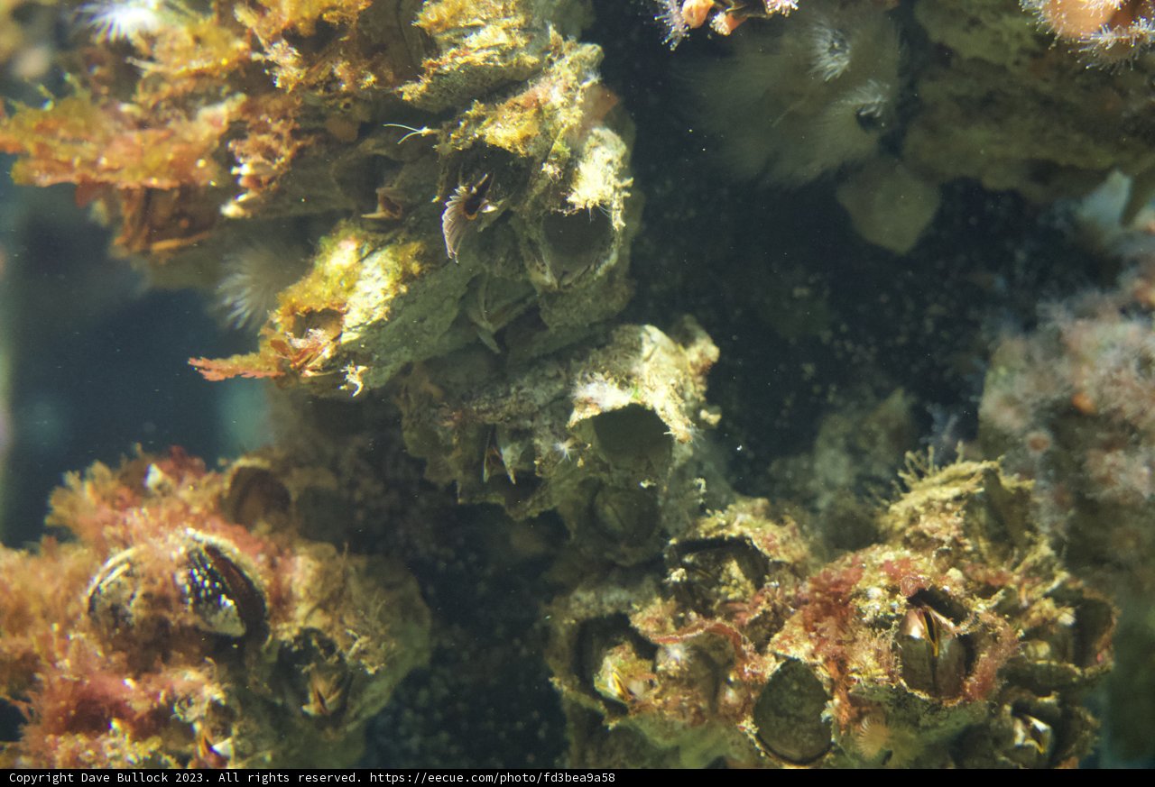 A Miraculous Aquatic World at Monterey Bay