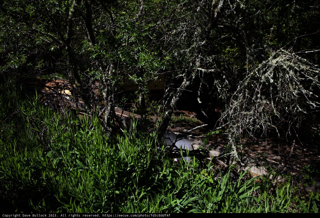 A Serene Escapade in Tilden Regional Park
