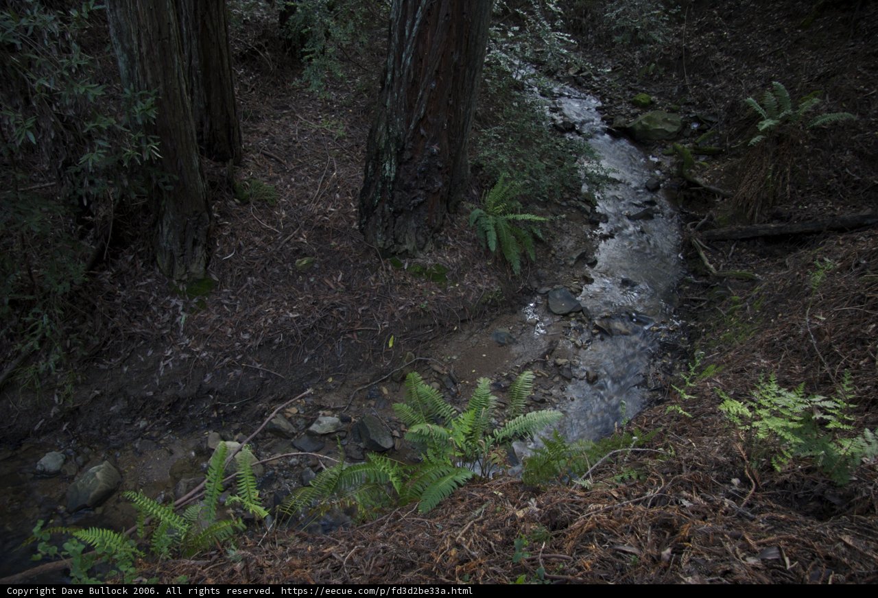 Serene Forest Stream