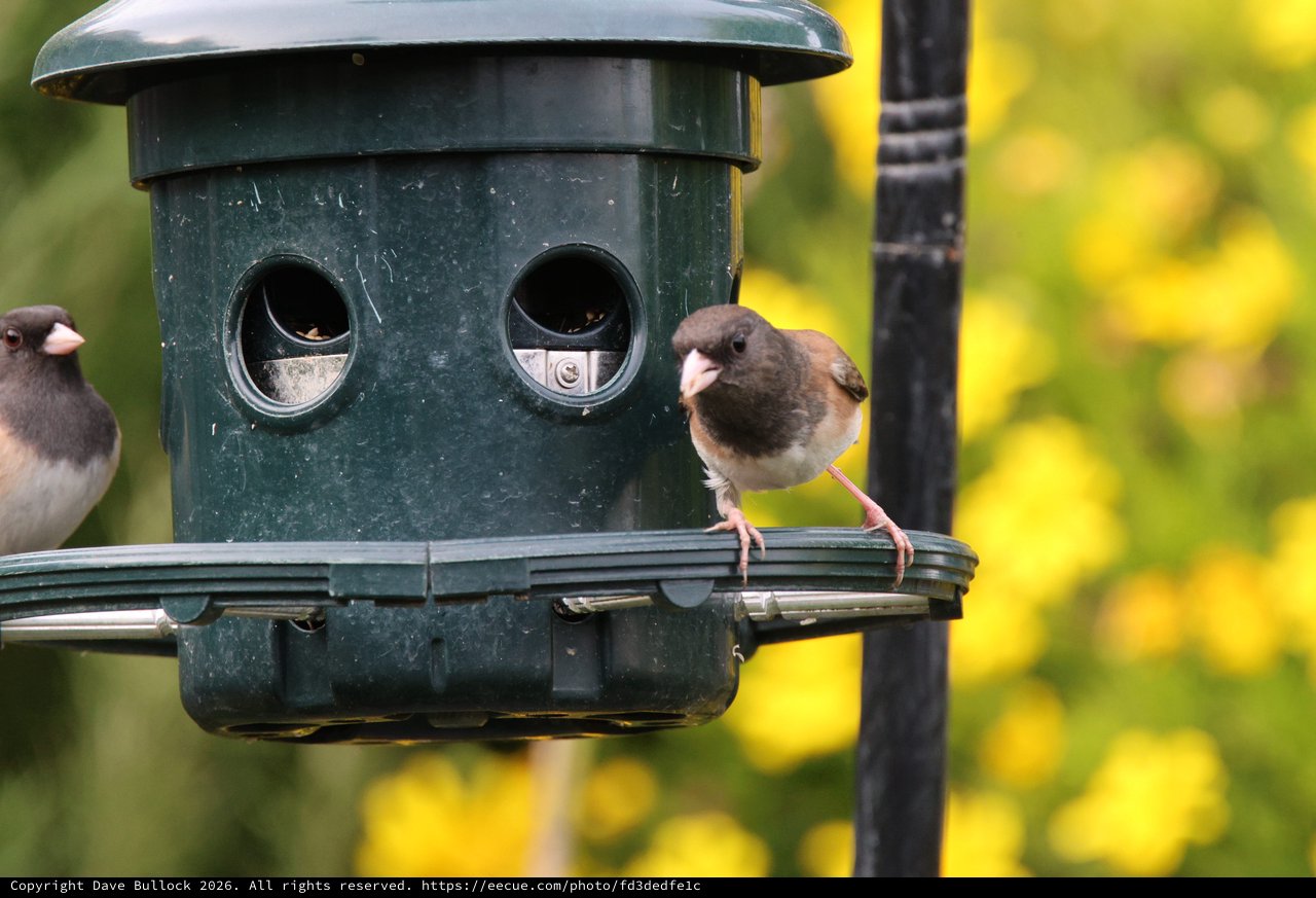 Two Dark-eyed Juncos at Green Bird Feeder