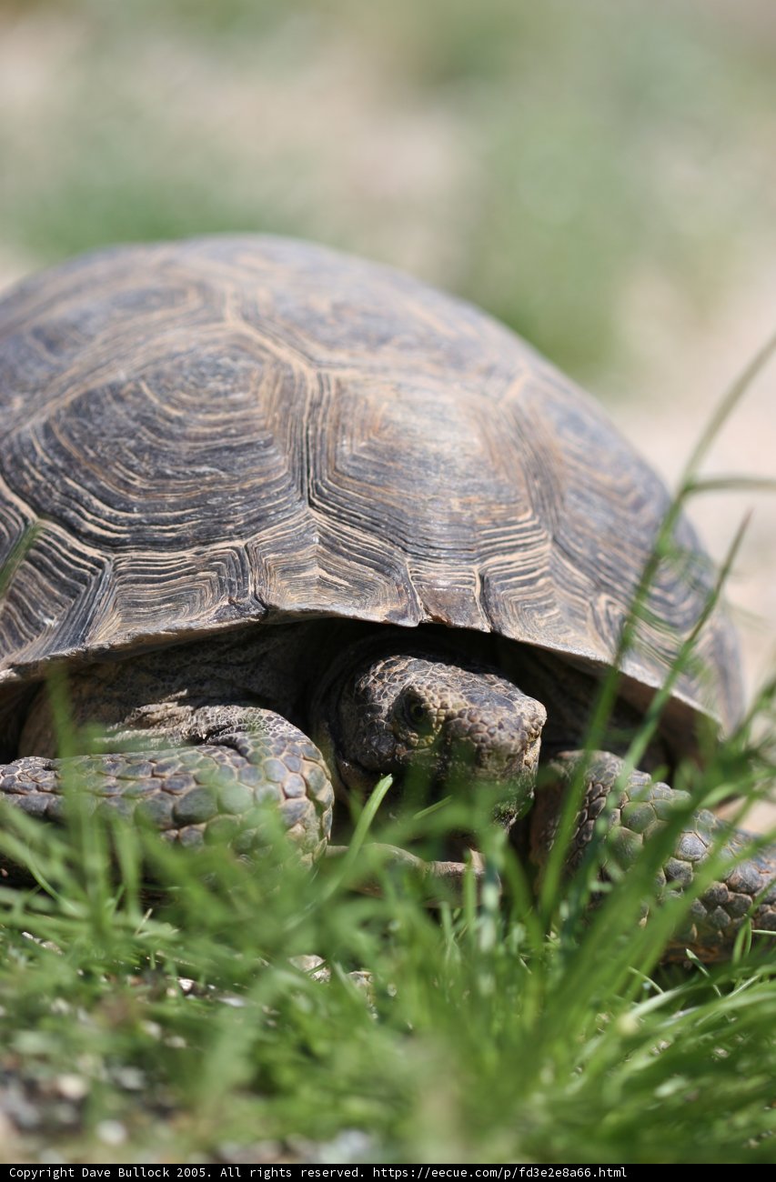 Slow and Steady Wins the Race