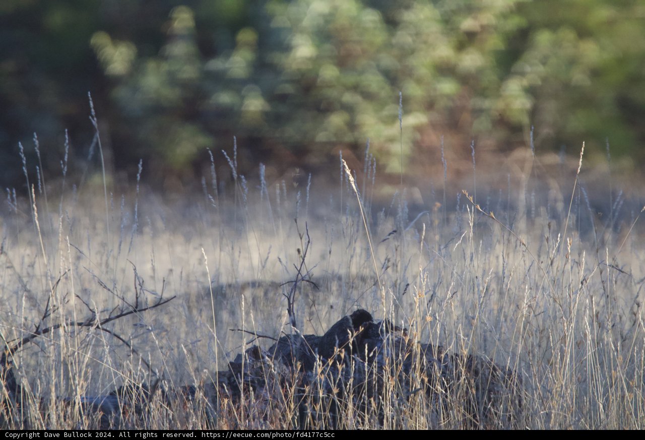 Winter's Whisper in the Grasslands