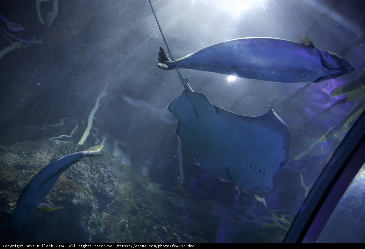 Illumination Underwater