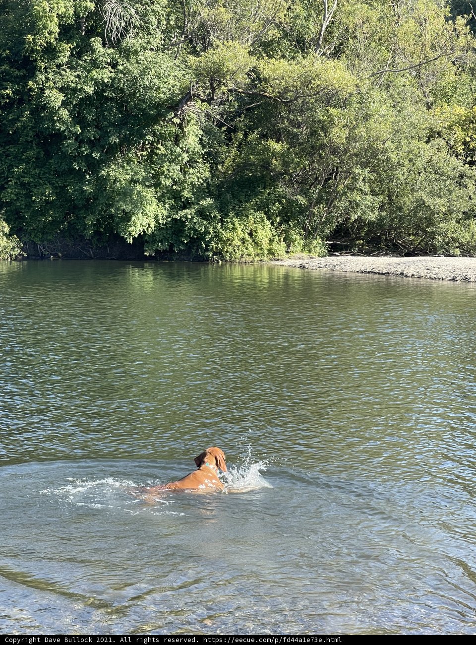 A Happy Canine Splash