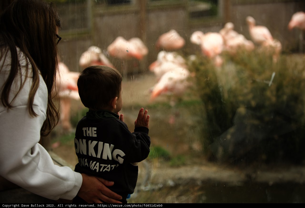 Captivating Encounter at SF Zoo