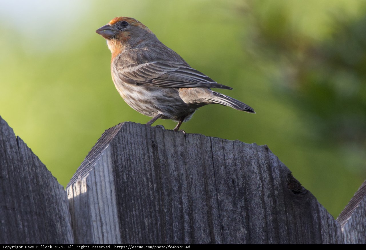 Sparrow on the Fence: A Moment in Spring