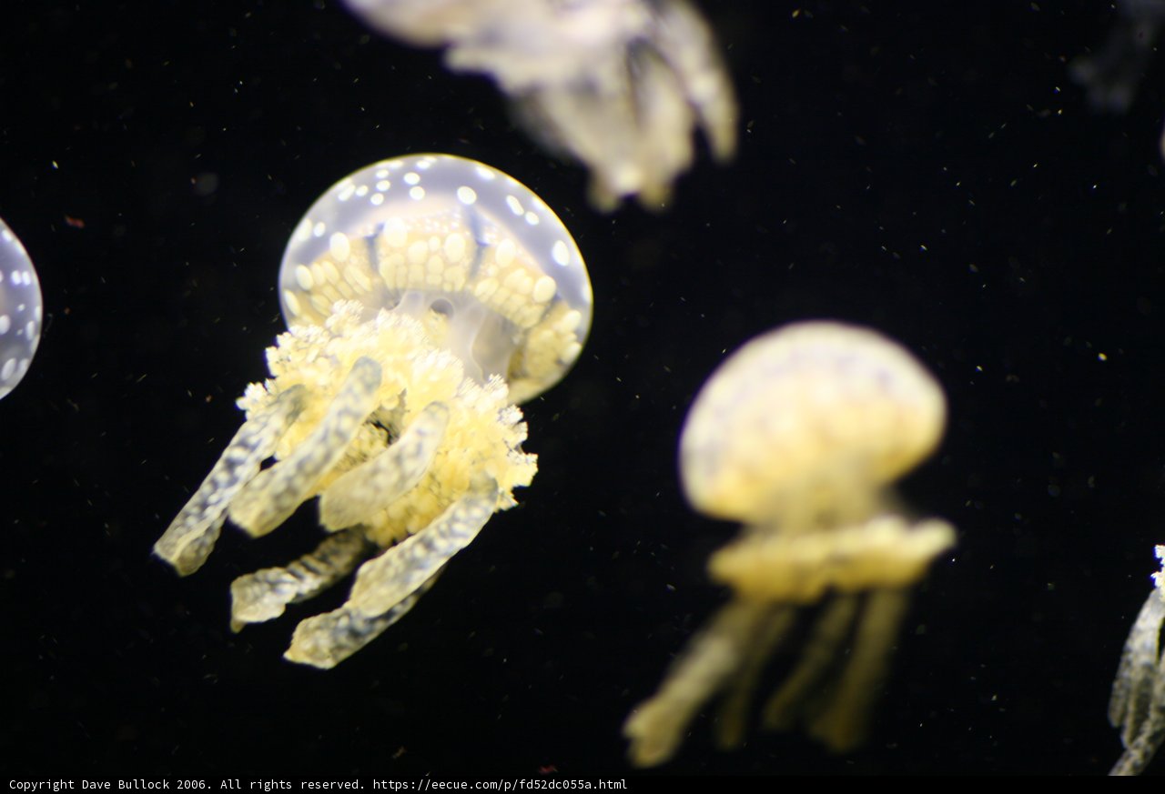 Sea Life Harmony