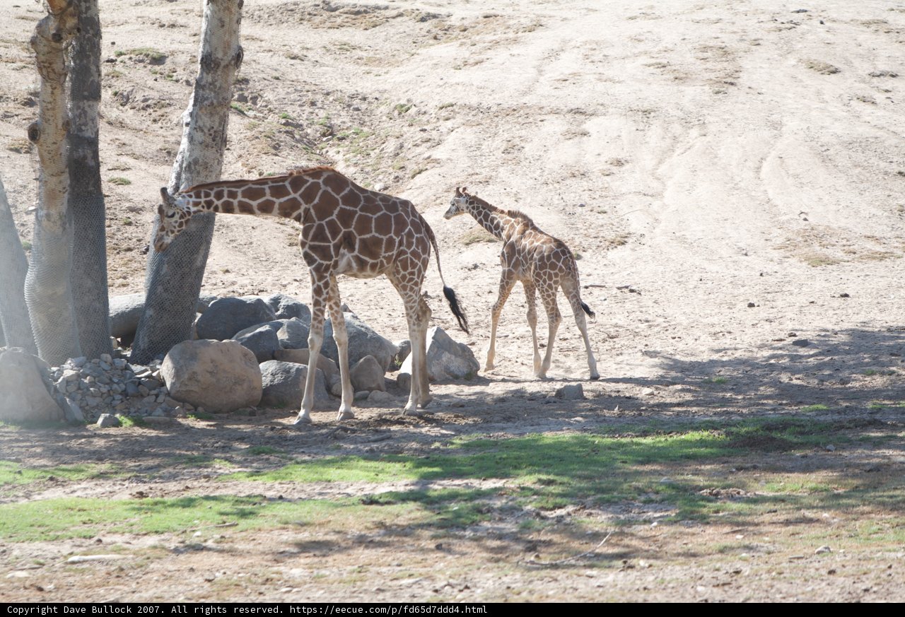A Mother and Baby Giraffe Bonding in the Wild