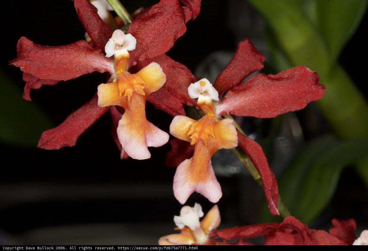 A Captivating Red and White Orchid