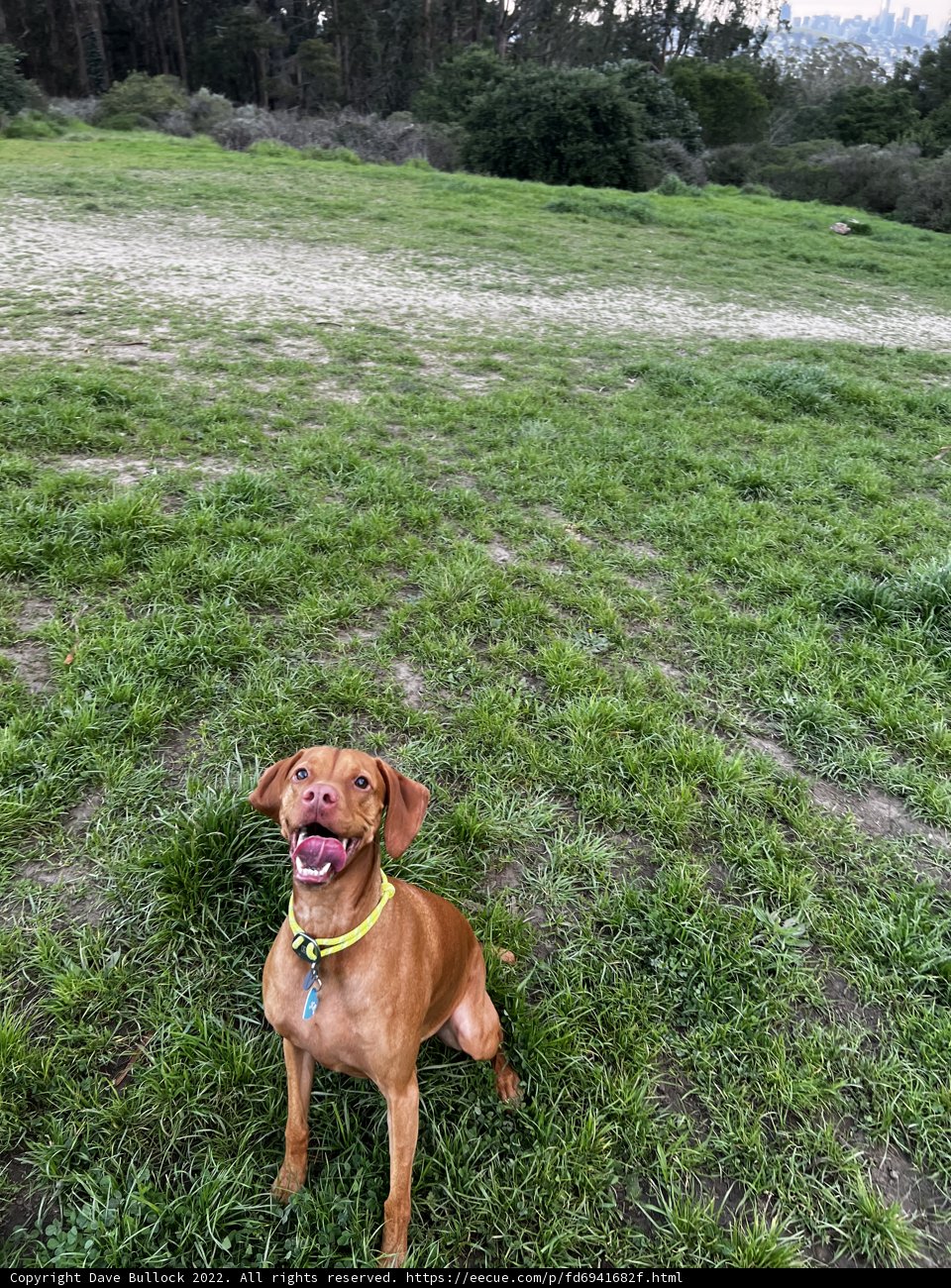 Content Vizsla in the Grassland