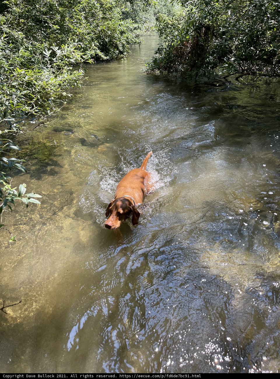 Canine Water Sports