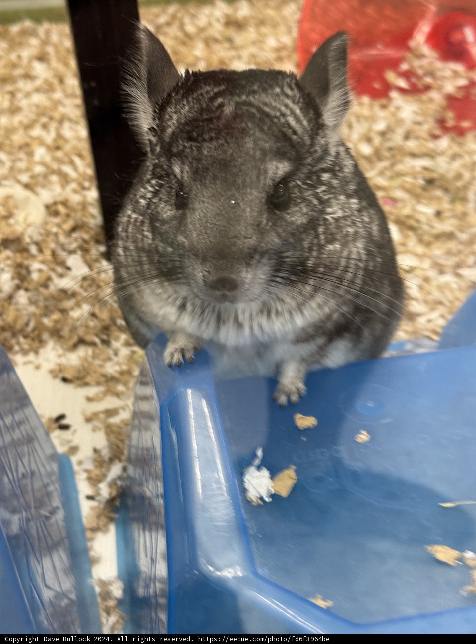 Curious Chinchilla