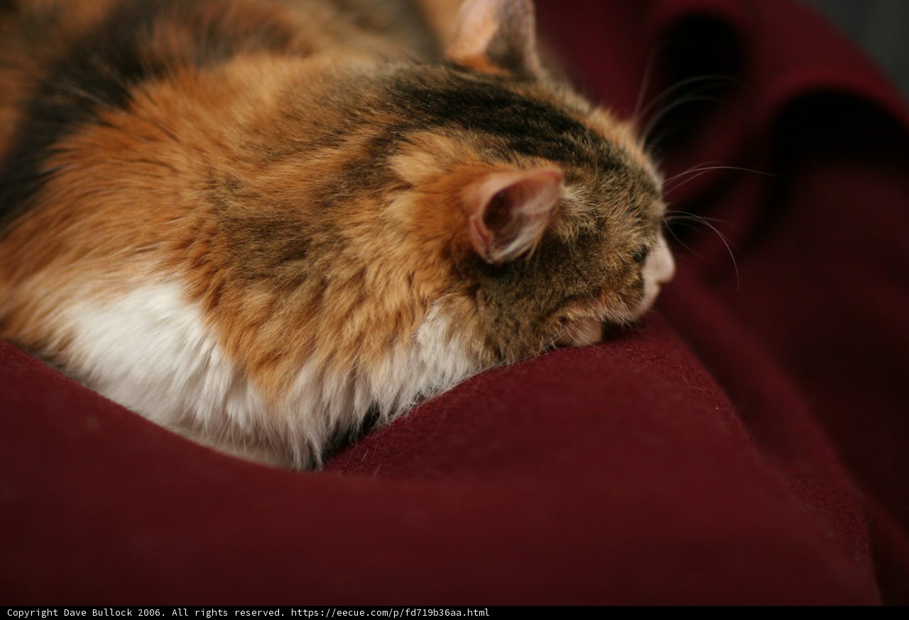 Cozy Cat Nap
