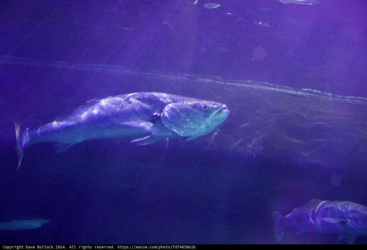 Purple Hued Aquatic Dance
