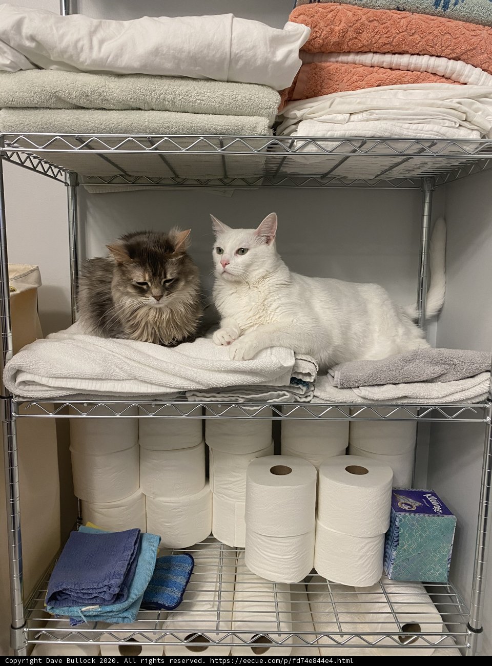 Cat Shelfie