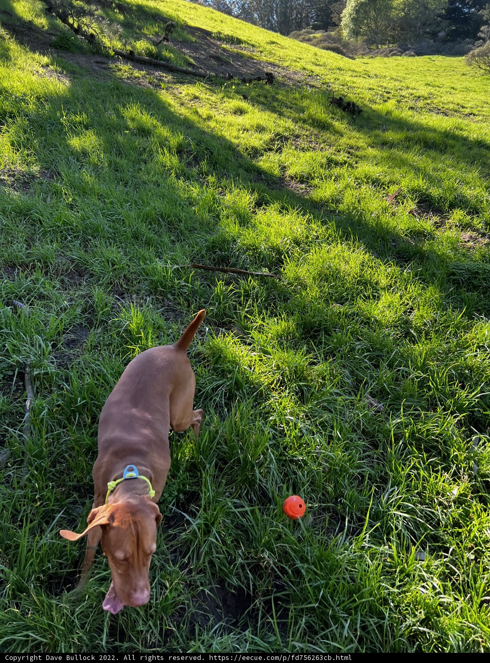 Playtime in the Field