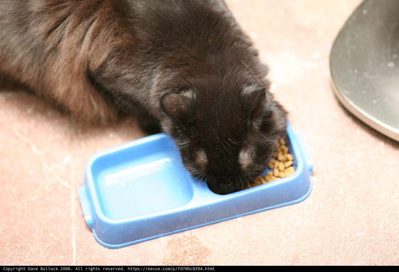 Hungry Feline