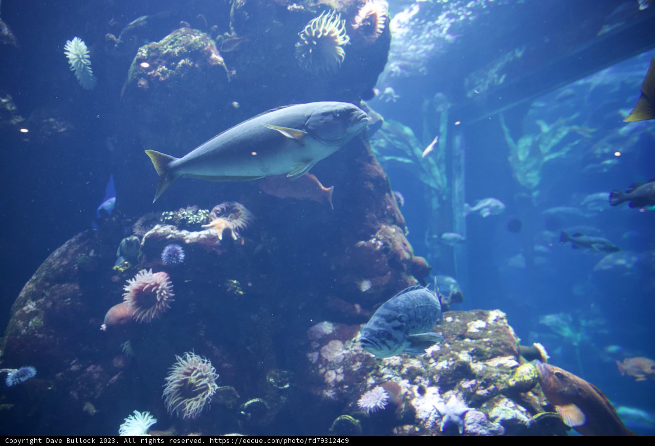 Immersed Underwater Odyssey