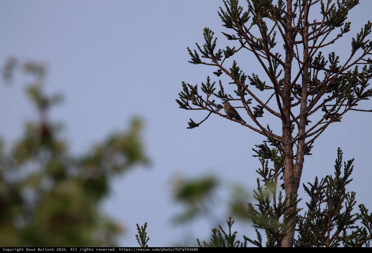 Solitary Bird Perched on Weathered Conifer Branch
