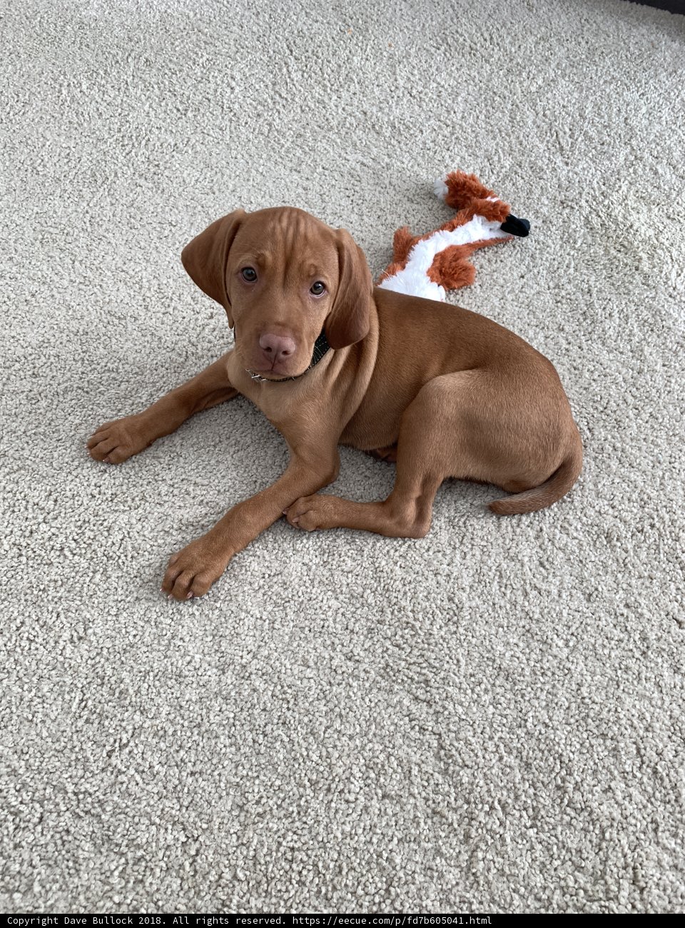 Cozy Pup and Toy on the Floor