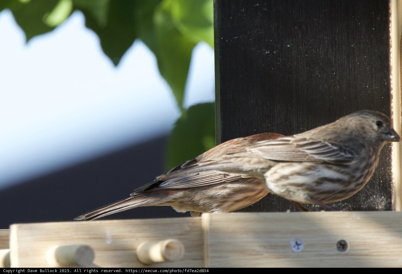 Sparrow Moments