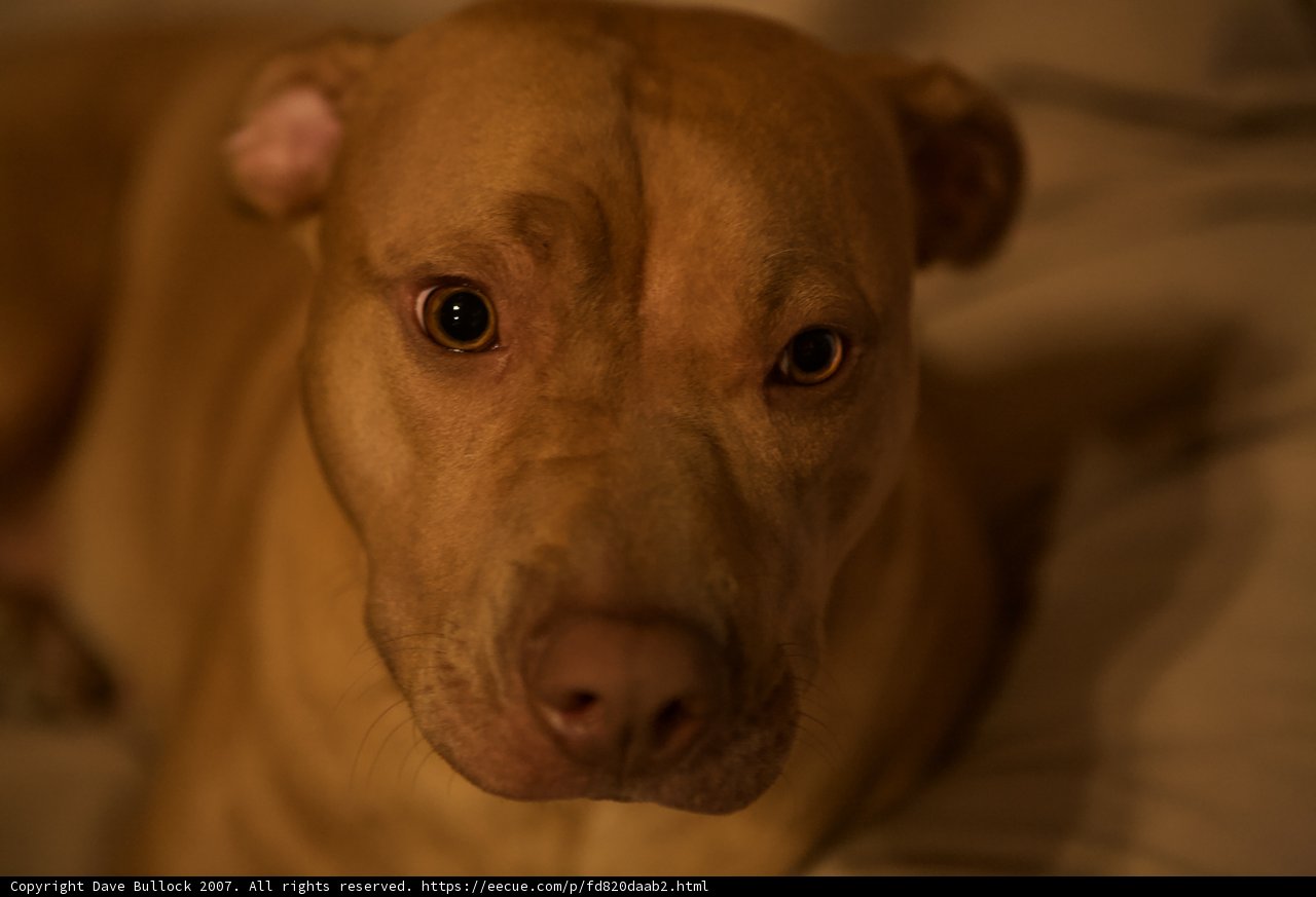 Intense Gaze