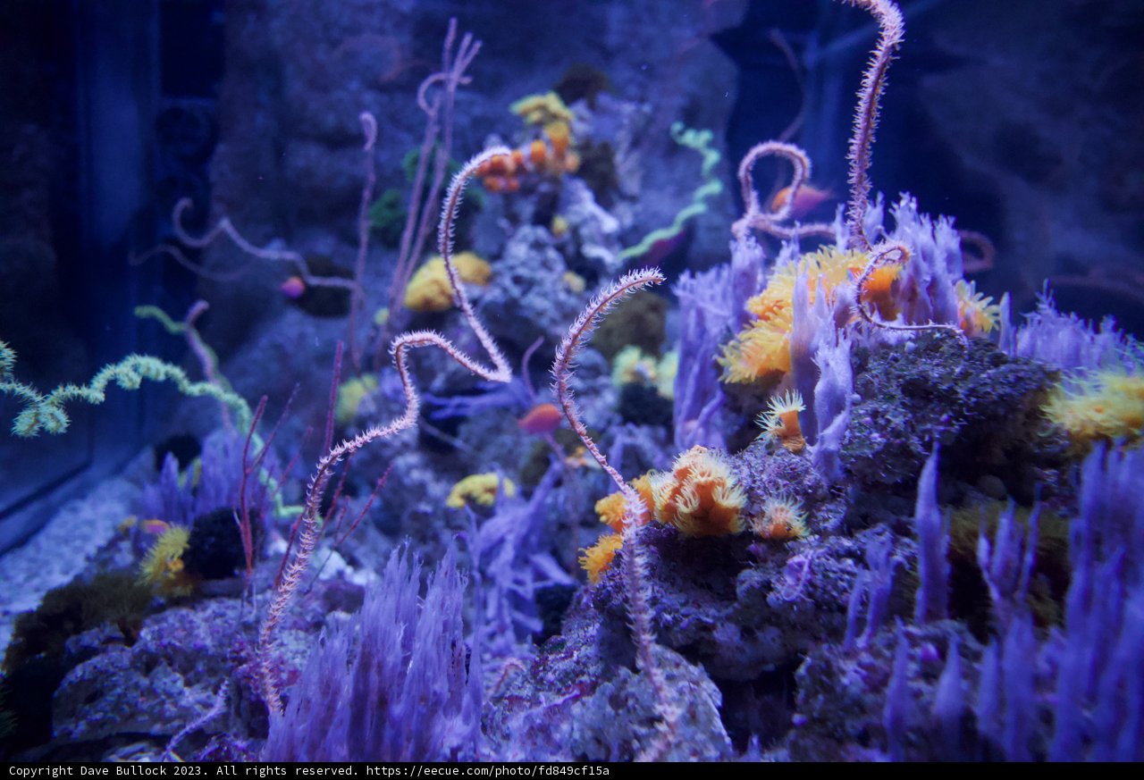 Underwater Symphony: The Coral Reef Ensemble