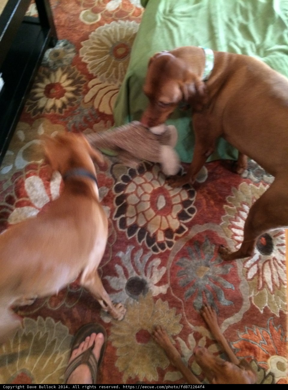 Playful Pups