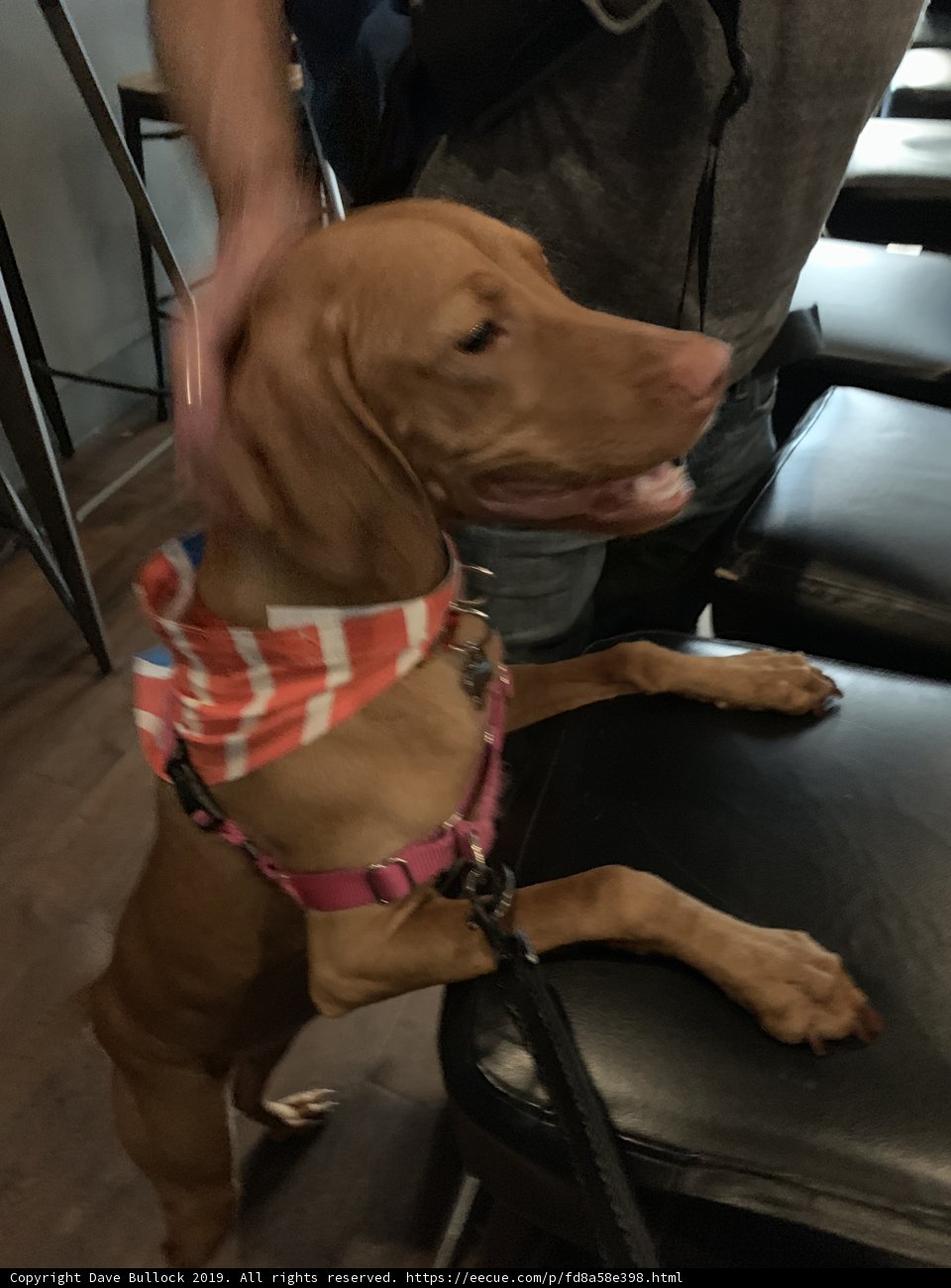 Stylish Vizsla