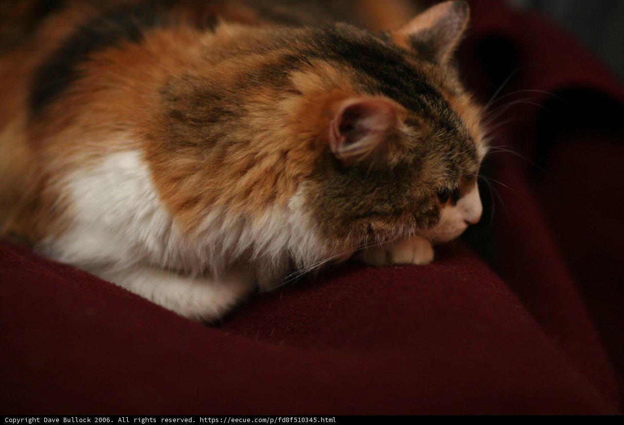 Relaxed Feline