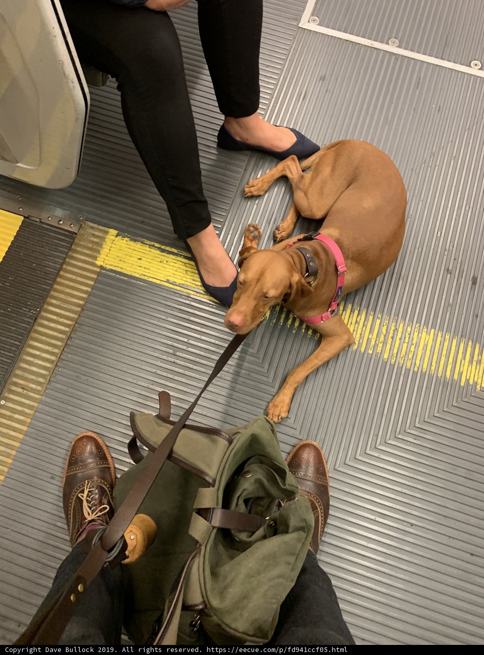 Subway Pup