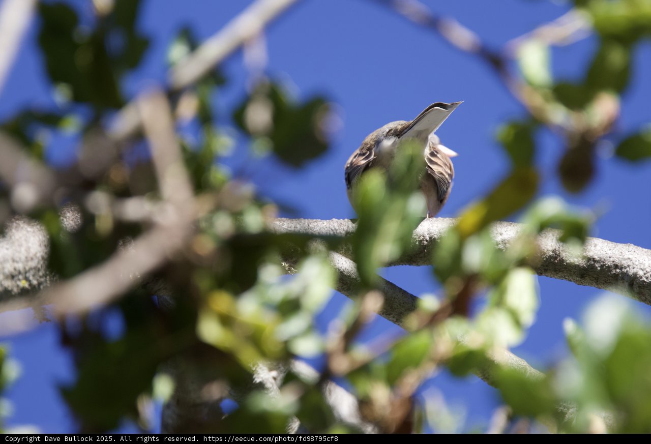 Wren in the Canopy