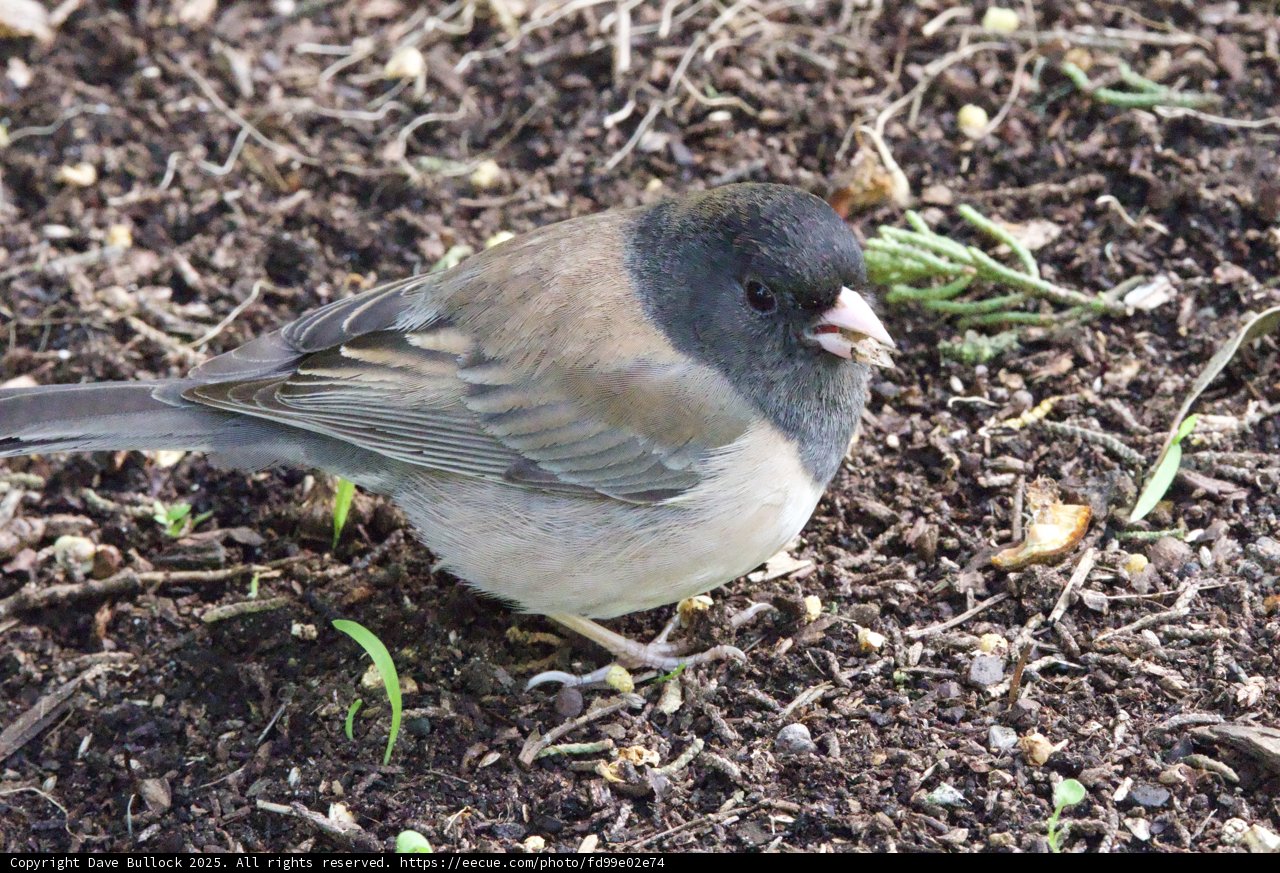 Feathered Forager