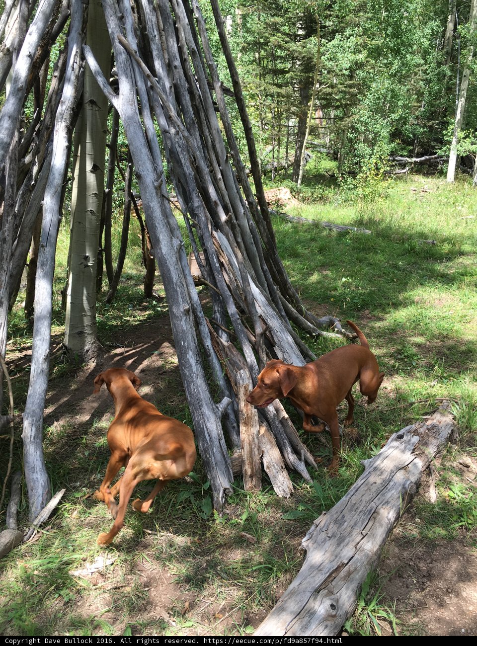 Forest Canines at Play