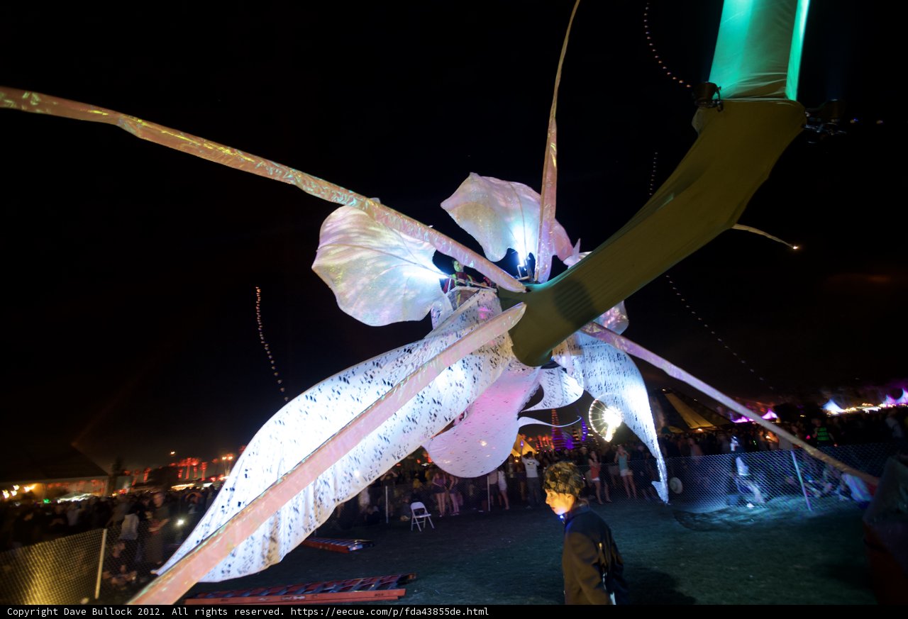 Luminous Insect Takes Over the Night Sky